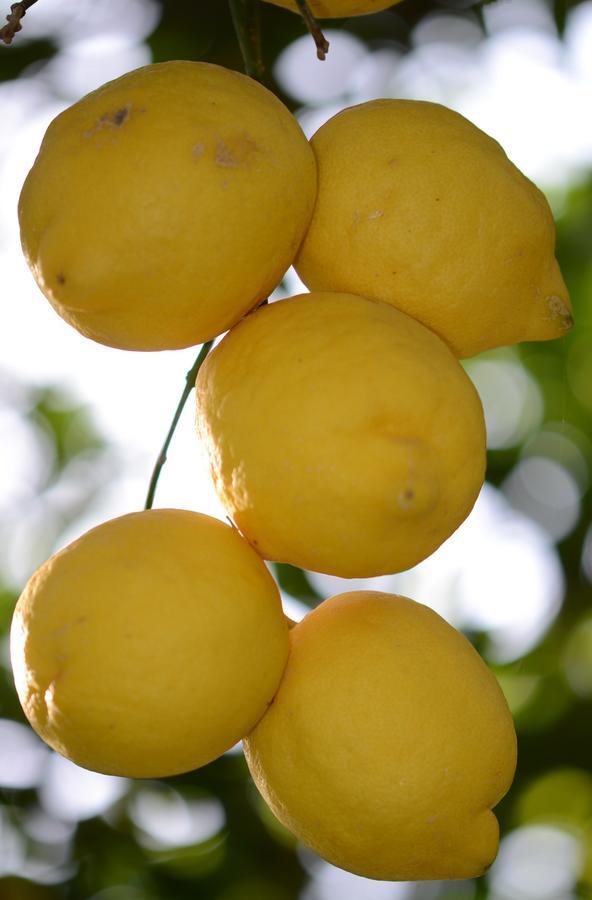 Lemon Garden Boutique Hotel 博兹布伦 外观 照片